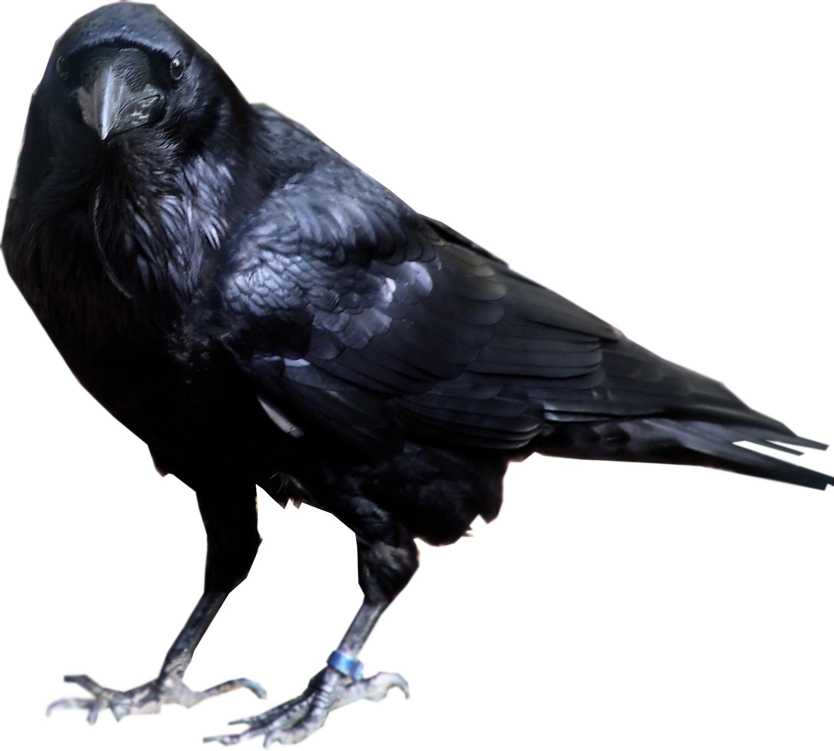Common Crow PNG