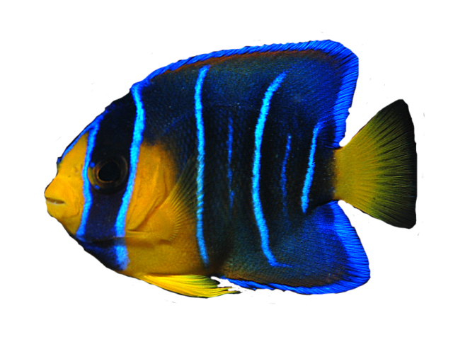Coral Reef Angelfish Background PNG Image