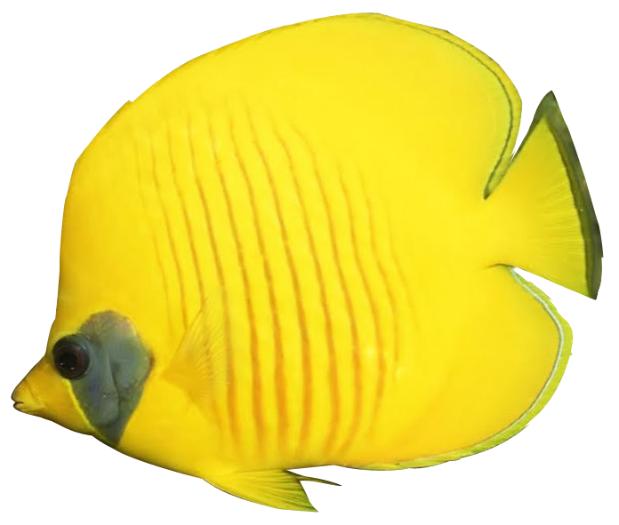 Coral Reef Angelfish PNG HD Quality
