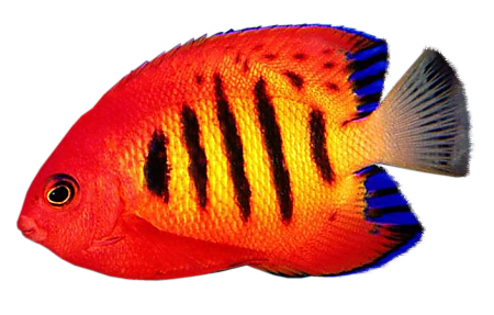 Coral Reef Angelfish Transparent File
