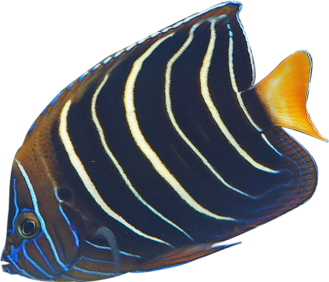Coral Reef Angelfish Transparent PNG