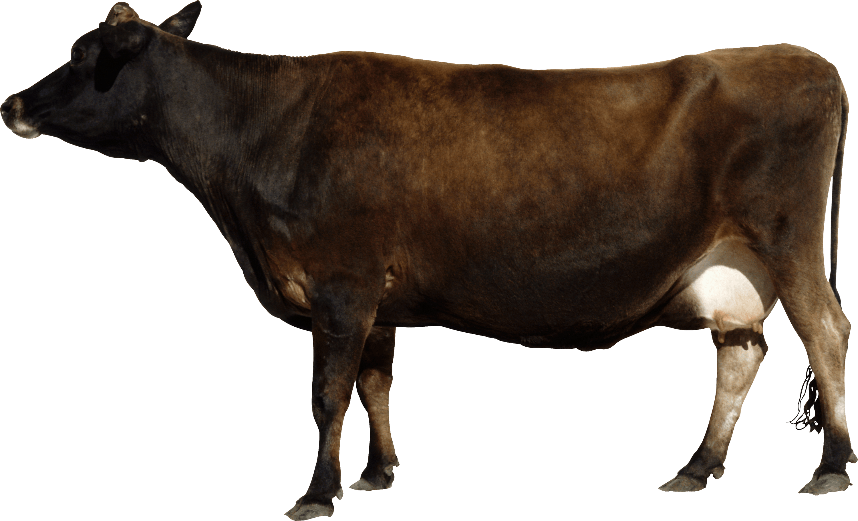 Cow Animal PNG