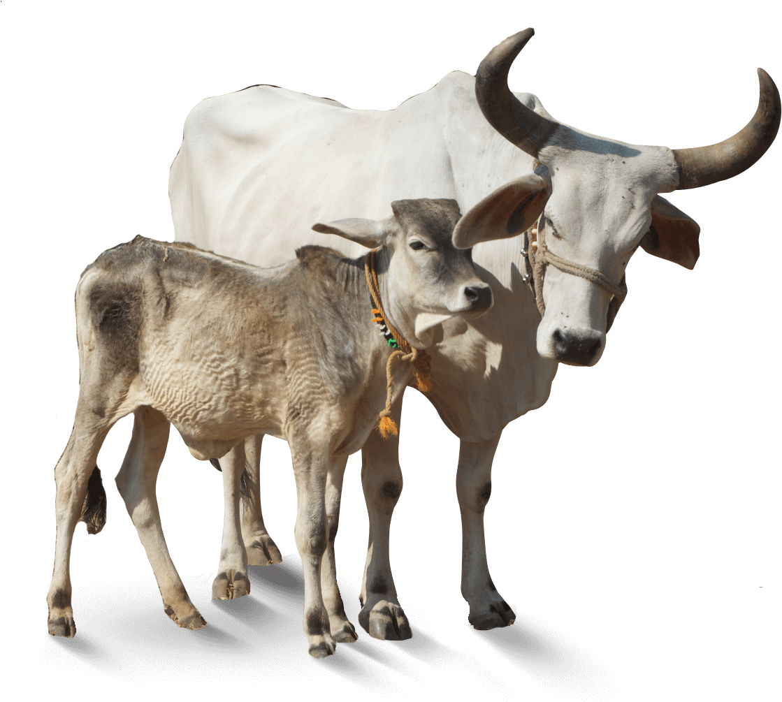 Cow Big Horns PNG