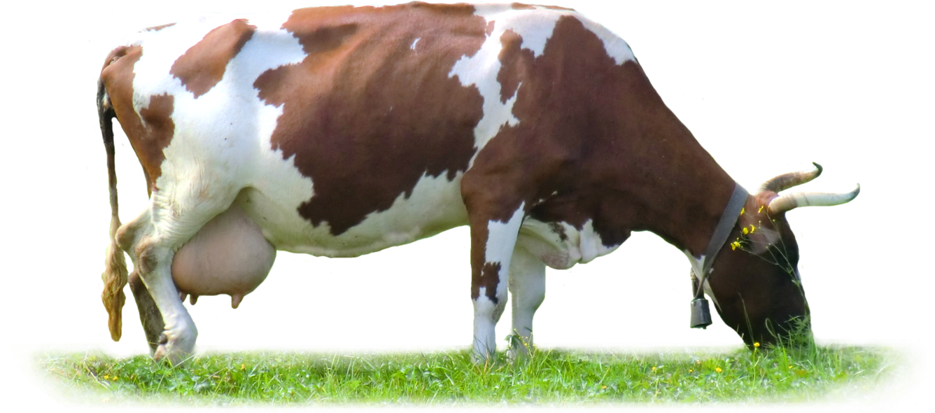 Cow Eating Grass PNG
