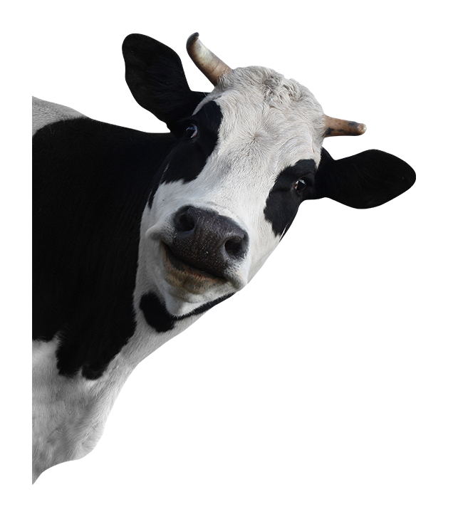 وجه البقرة بابوا نيو غينيا
