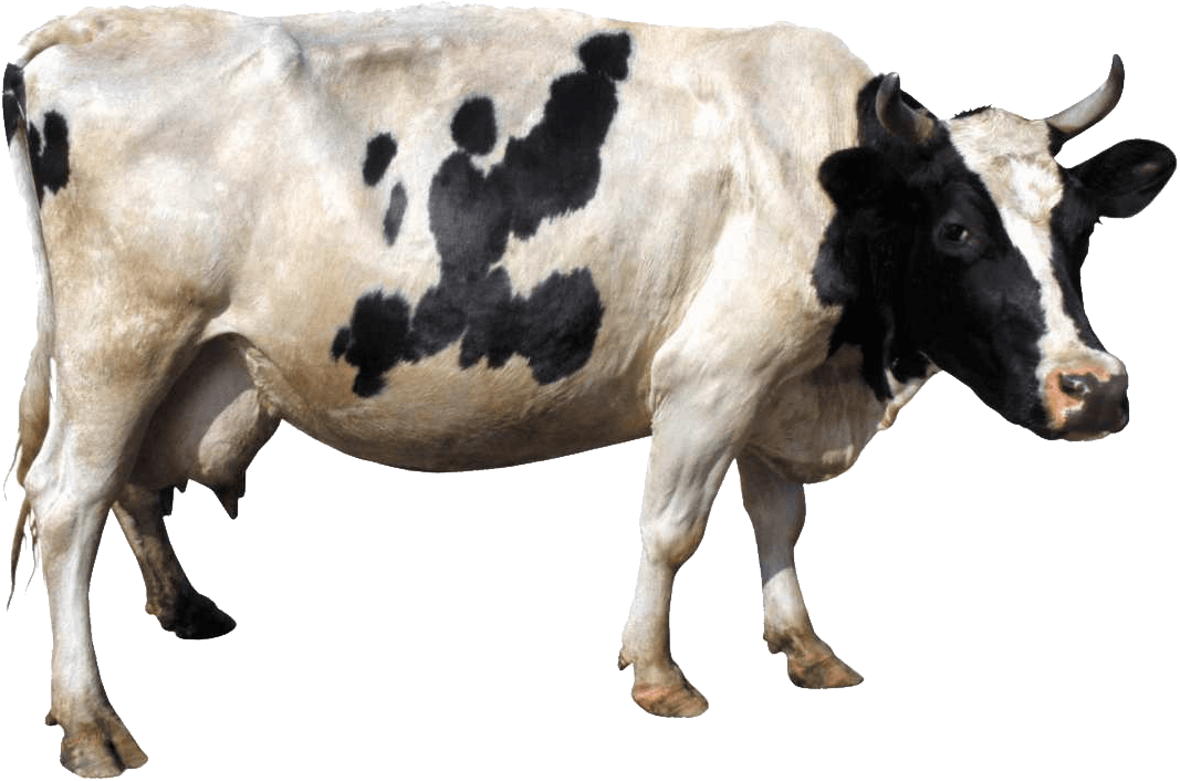 البقرة بابوا نيو غينت