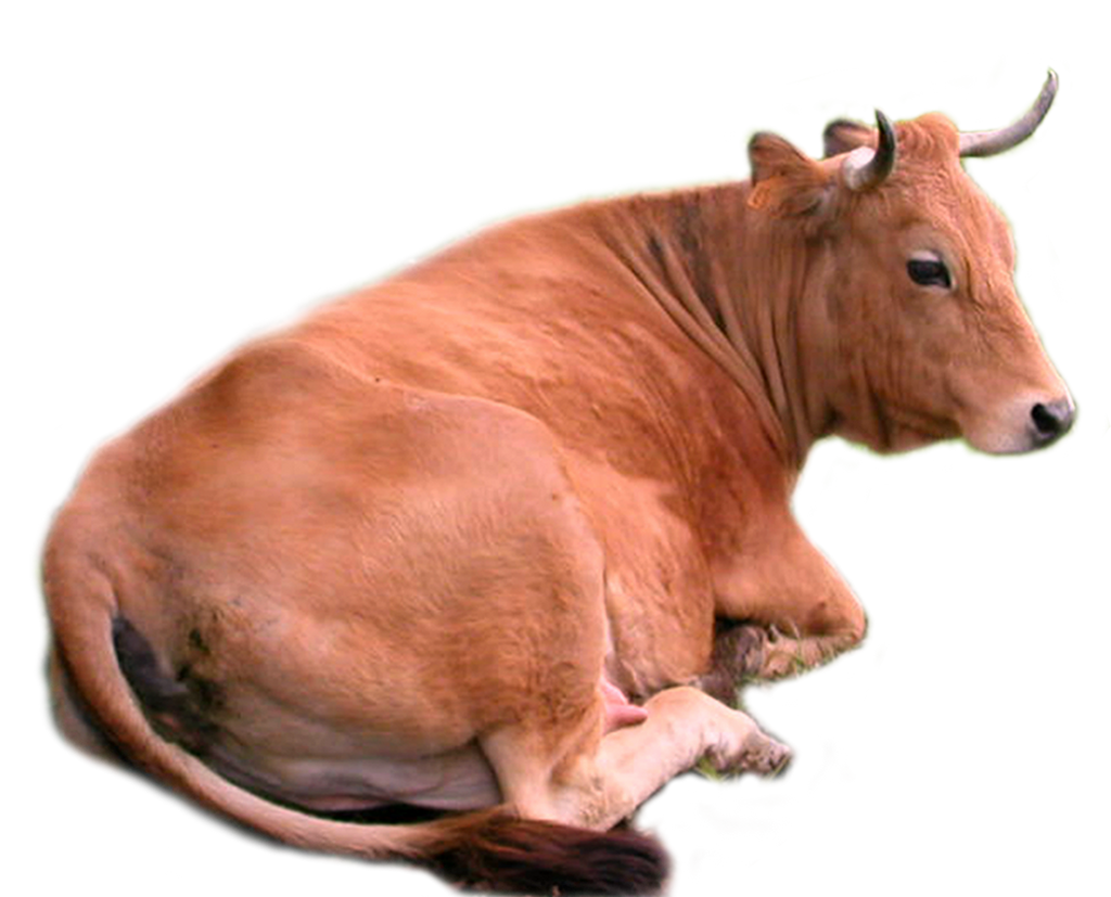 Cow Sitting PNG