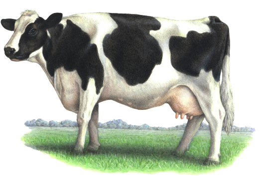 Cow Sketch PNG
