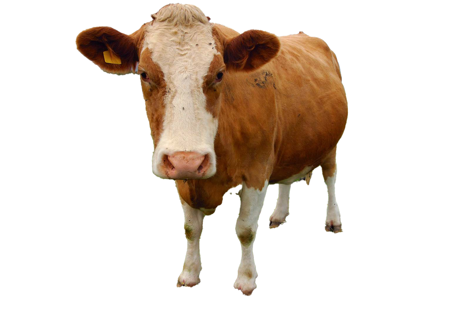 Cow Staring PNG