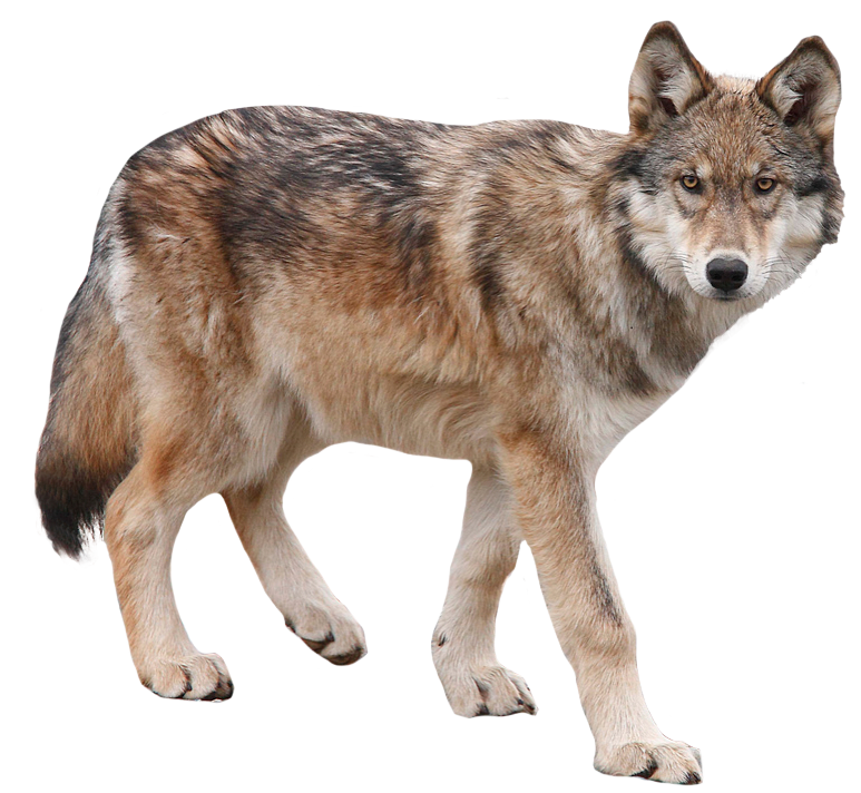 Coyote Animal PNG