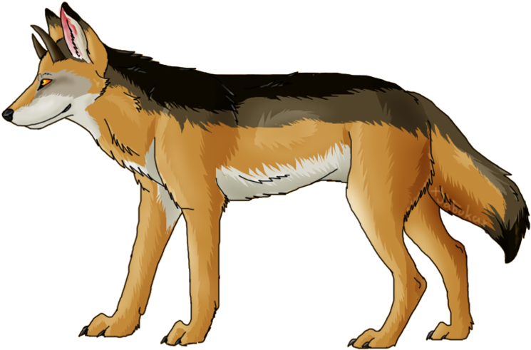 Coyote Clipart PNG