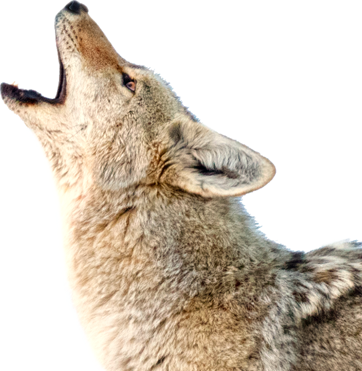 Coyote Face PNG