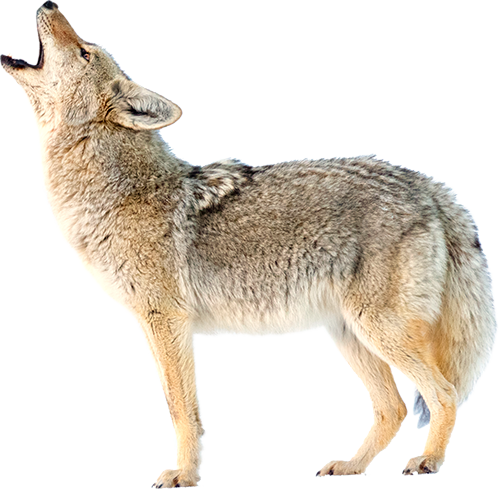 Coyote Fur PNG