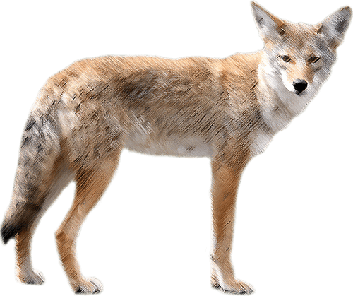 Coyote Jackal Animal PNG