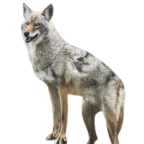 Coyote Standing Transparent PNG