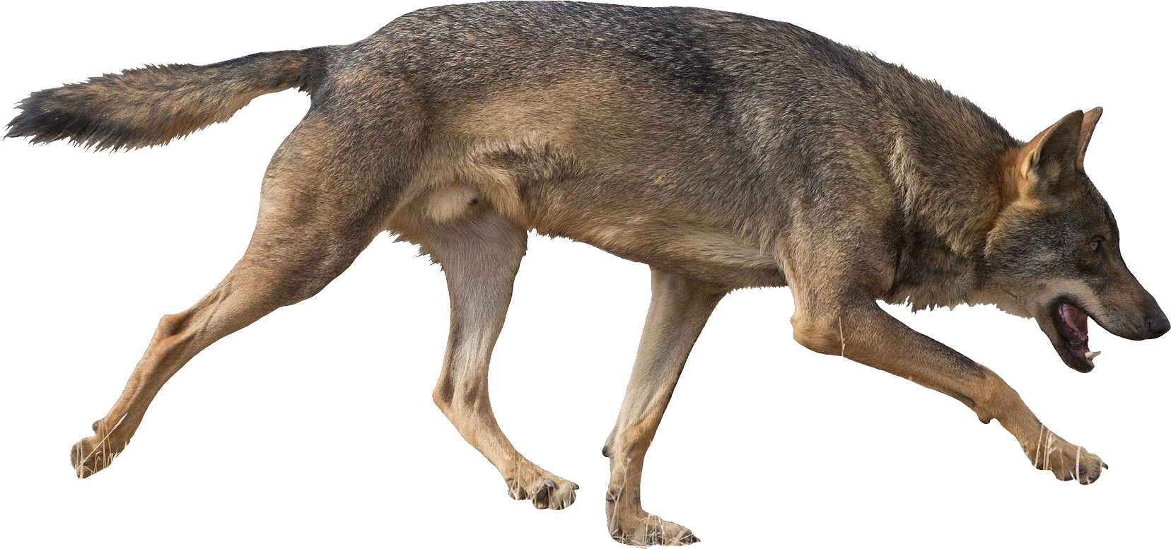 Coyote Walking Transparent PNG