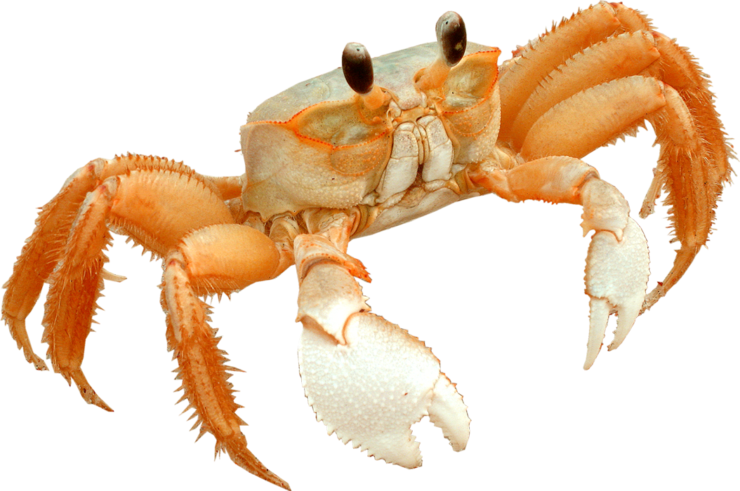 Crab Freshwater Transparent PNG