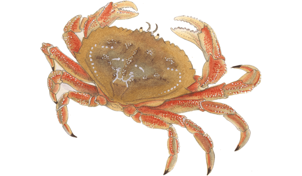 Crab Sea Transparent PNG