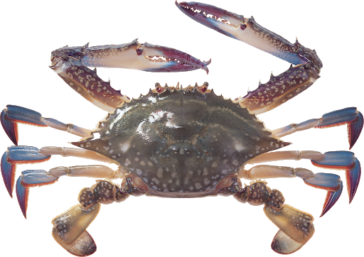 Crab Sea Water Transparent PNG