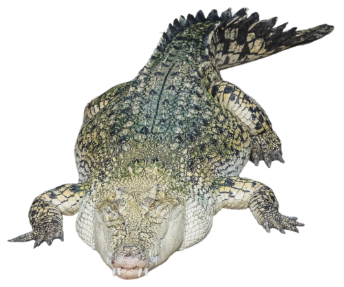 Crocodile Alligator Face Transparent PNG