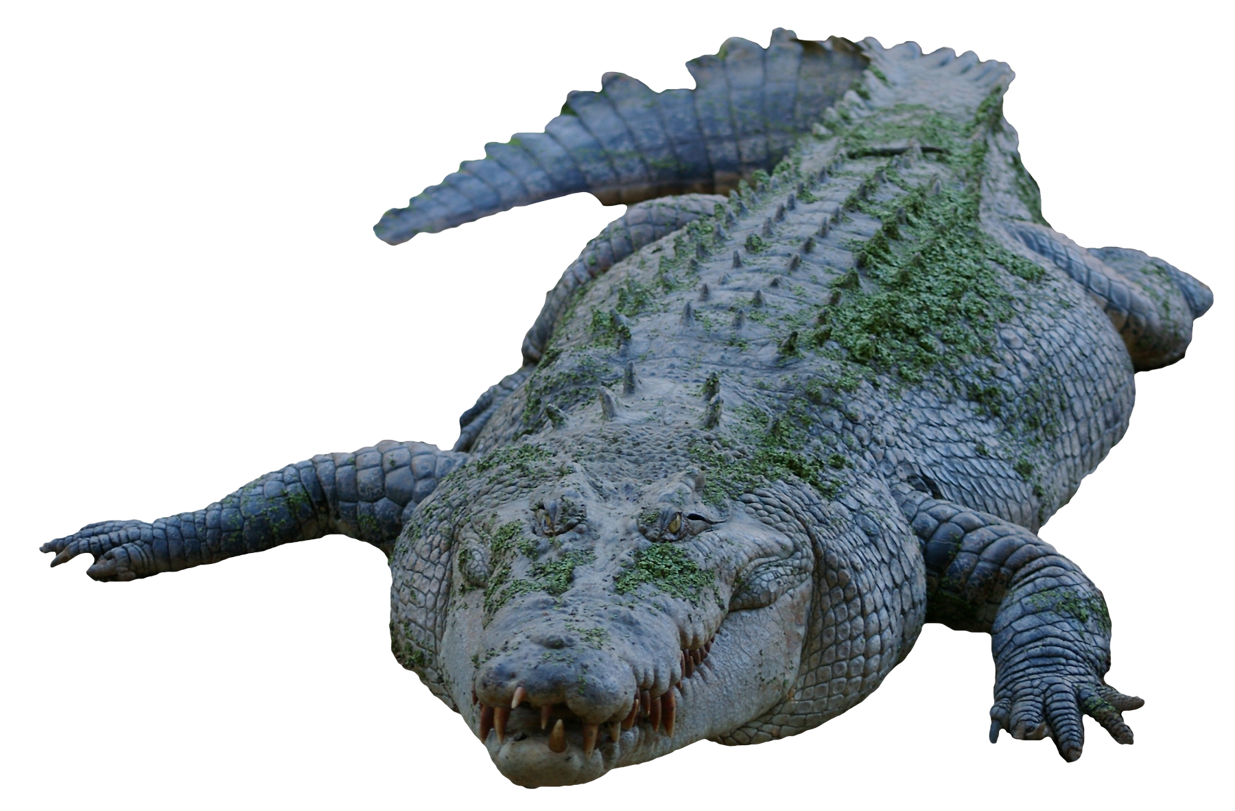 Crocodile Animal Transparent PNG
