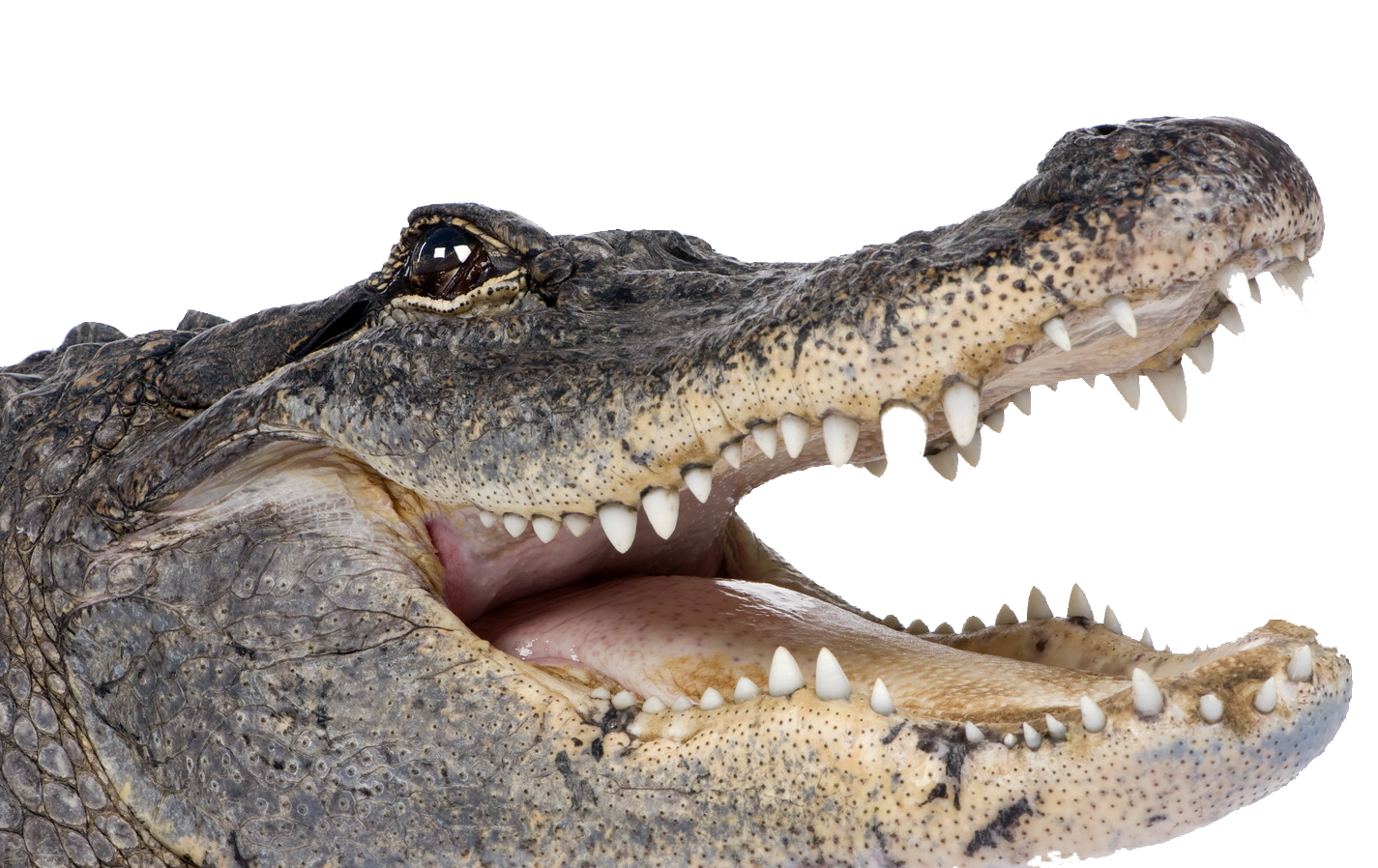 Crocodile Face Transparent PNG