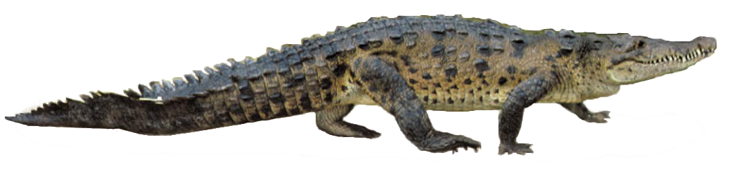 Crocodile Fauna Transparent PNG