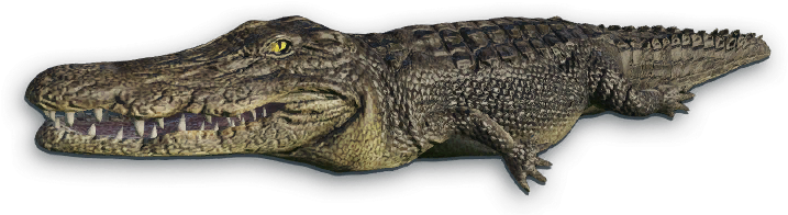 Crocodile Large Transparent PNG