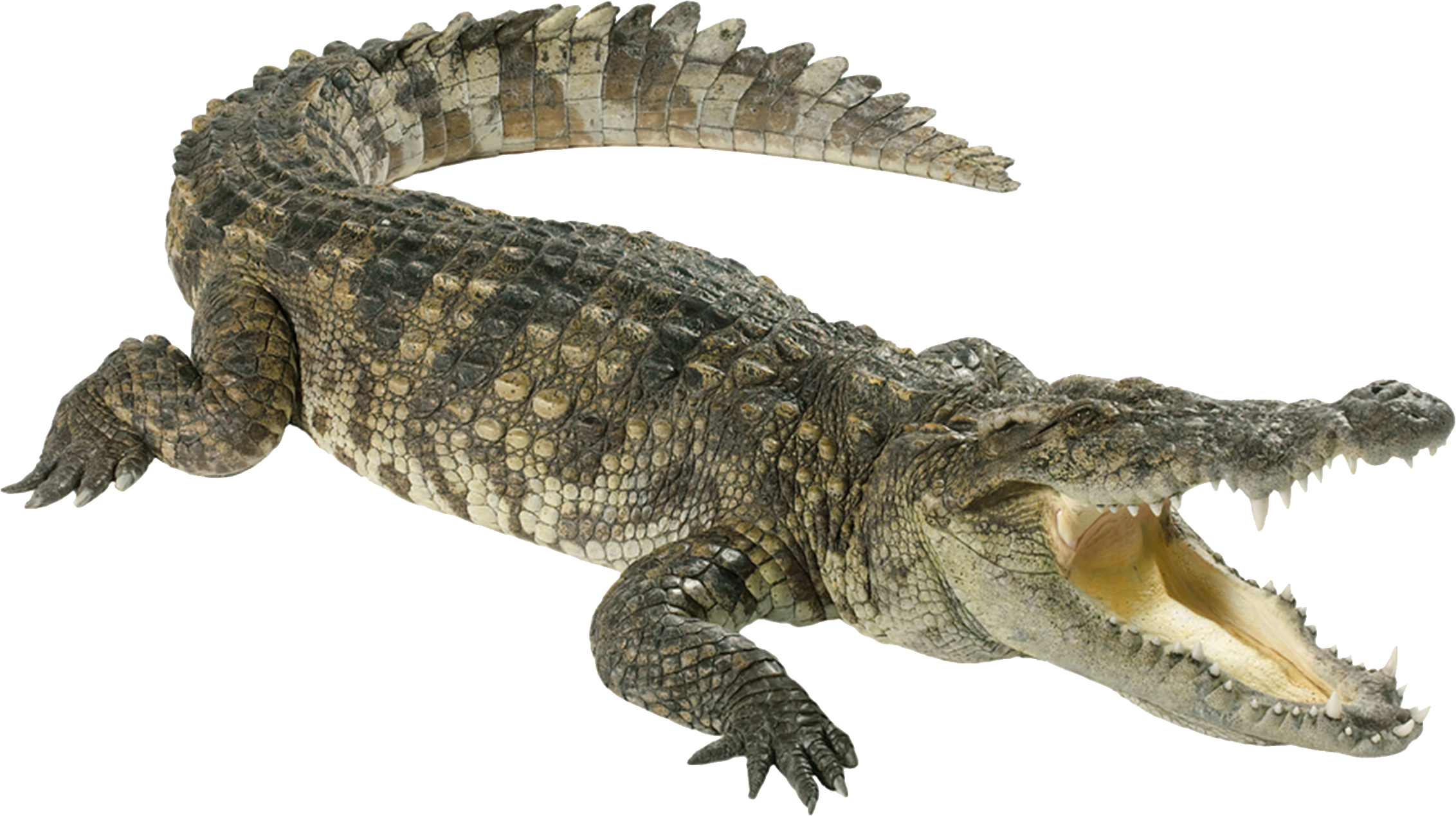 Crocodile Teeth Transparent PNG