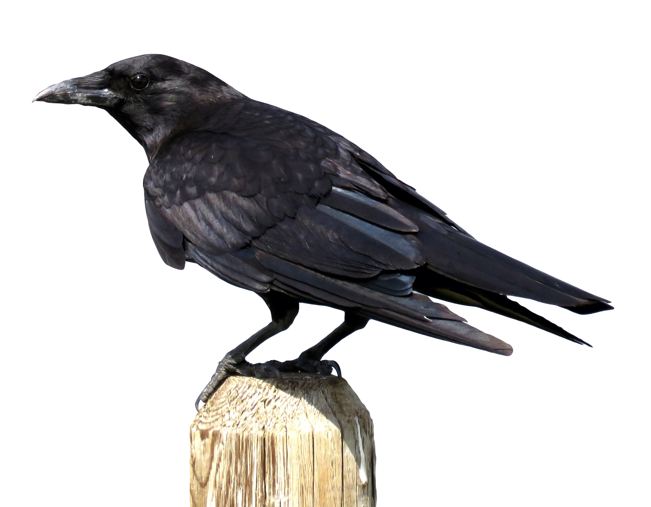 Crow Bird PNG