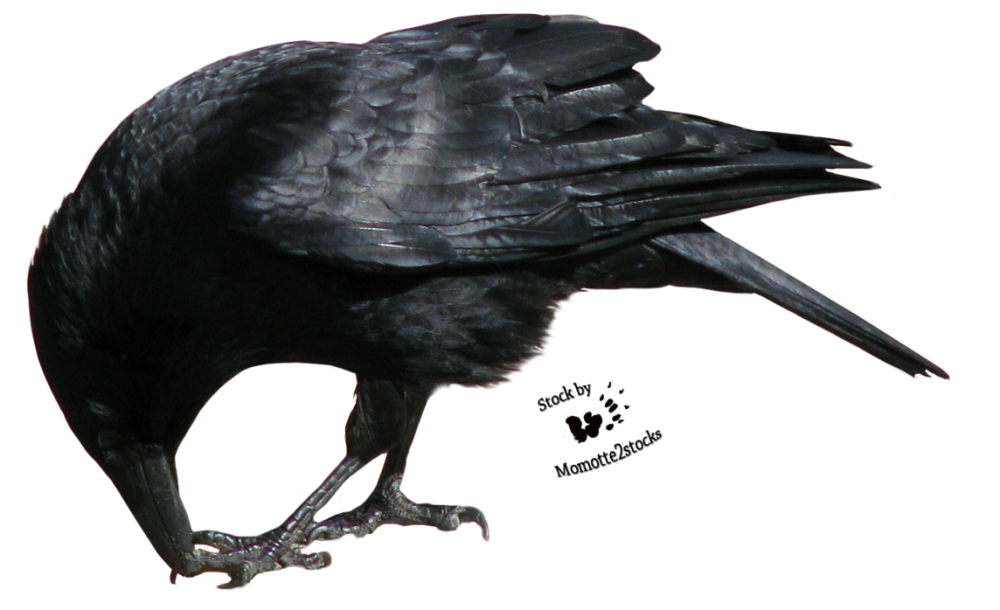 Crow Black Bird PNG
