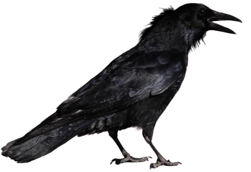 Crow Black Bird Sitting PNG