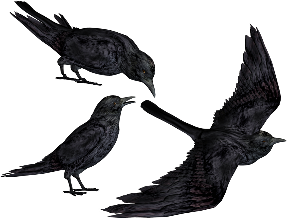 Crow Collection PNG