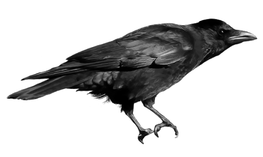Crow Dark Black Face PNG
