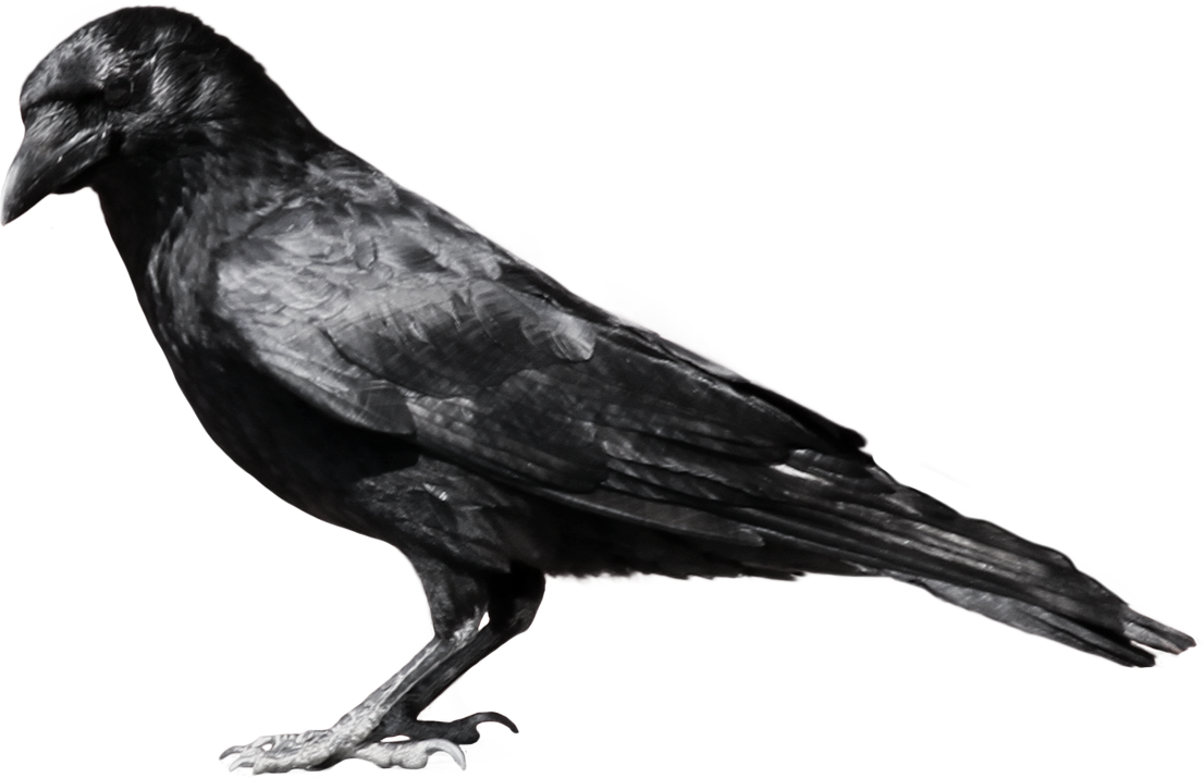 Crow Dark Black PNG