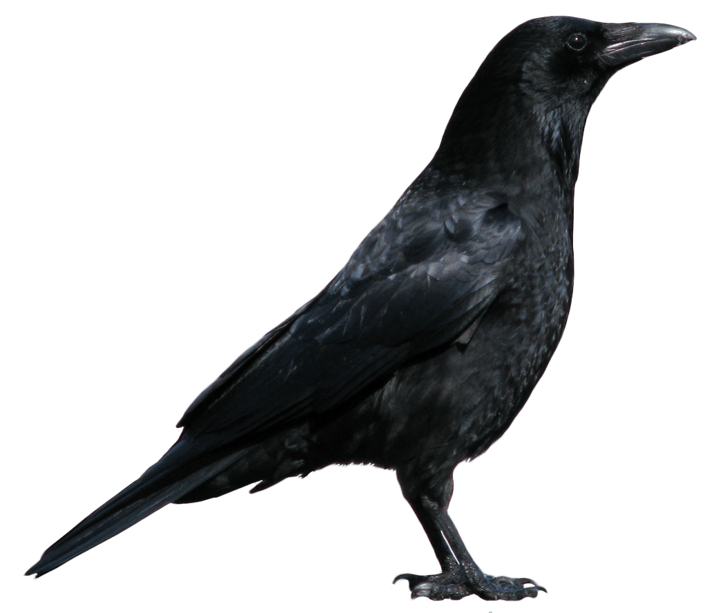 Crow Face Bird PNG
