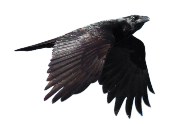Crow Feather Flying PNG