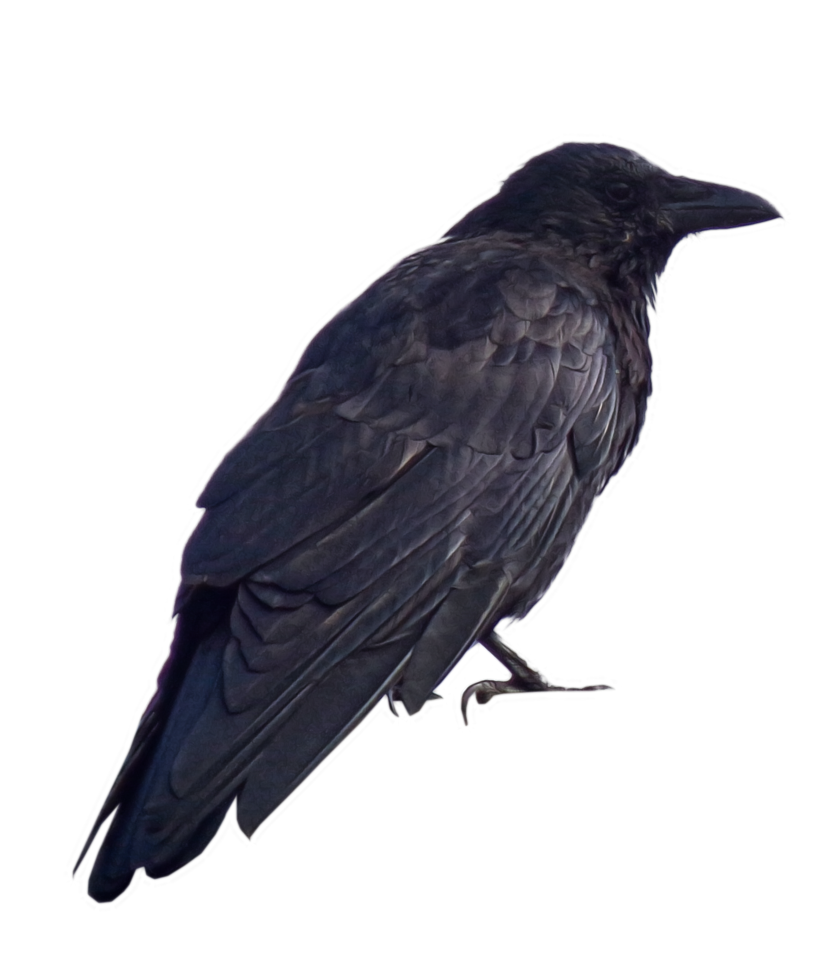 Crow Feather PNG