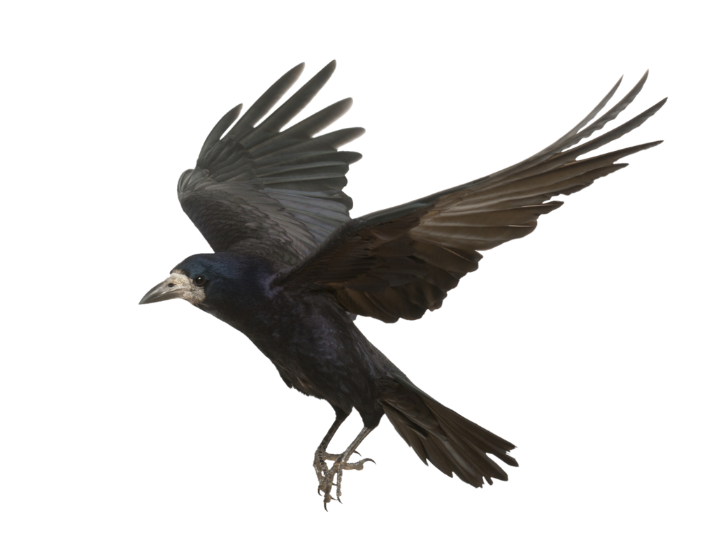 Crow Flying PNG