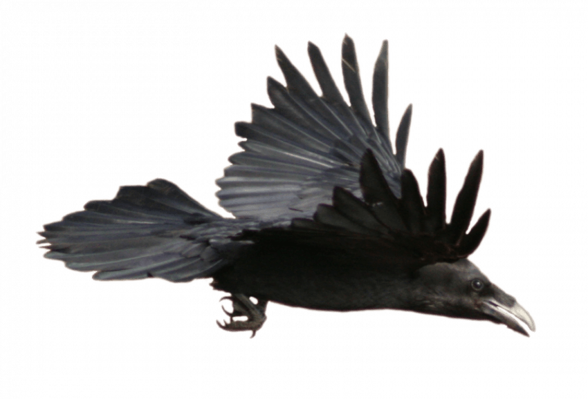 Crow Long Feather PNG