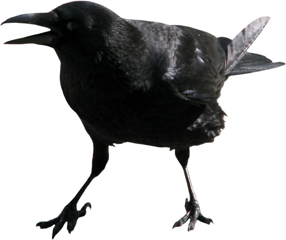 Crow Mouth PNG