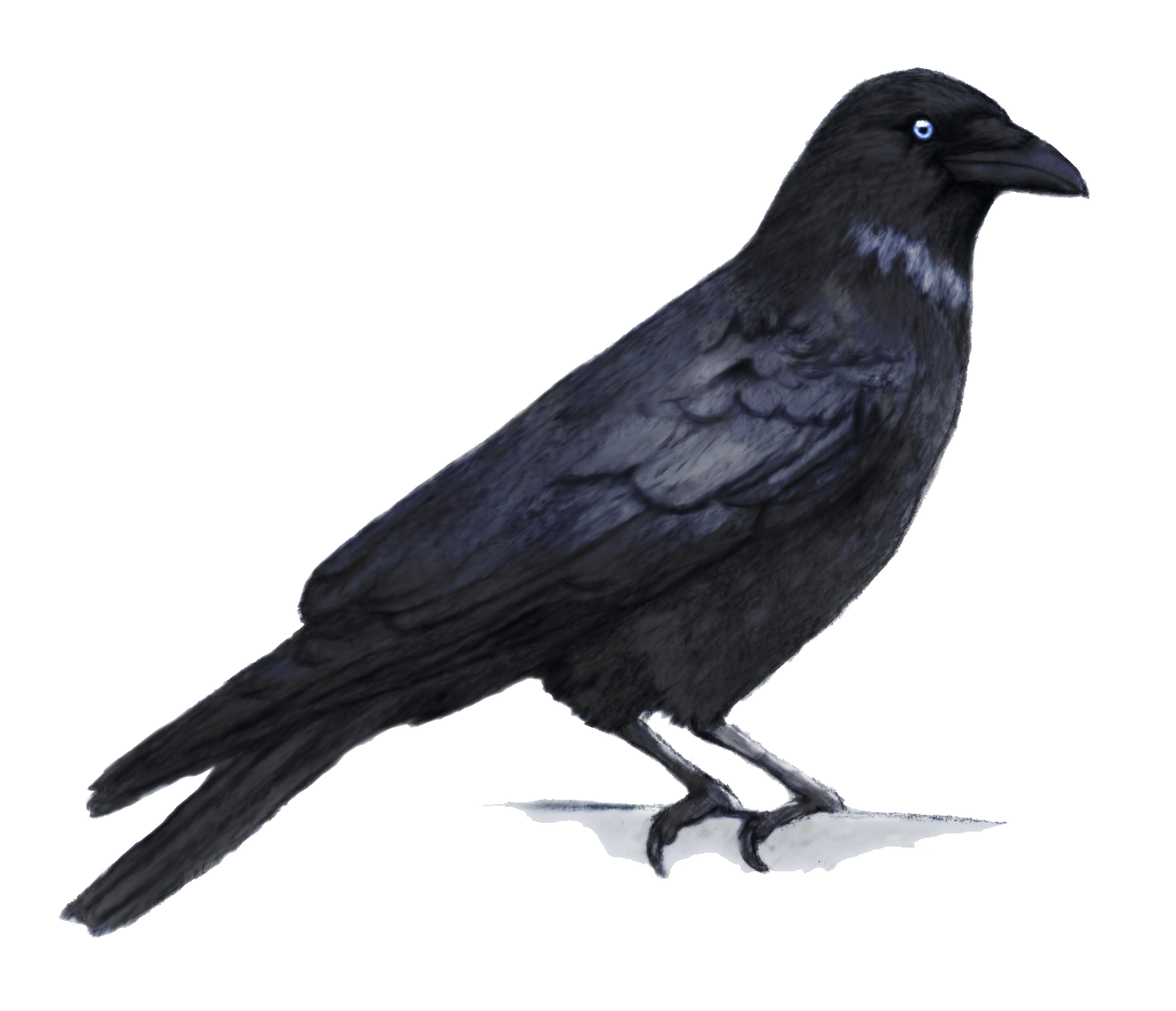 Crow Sitting Black PNG
