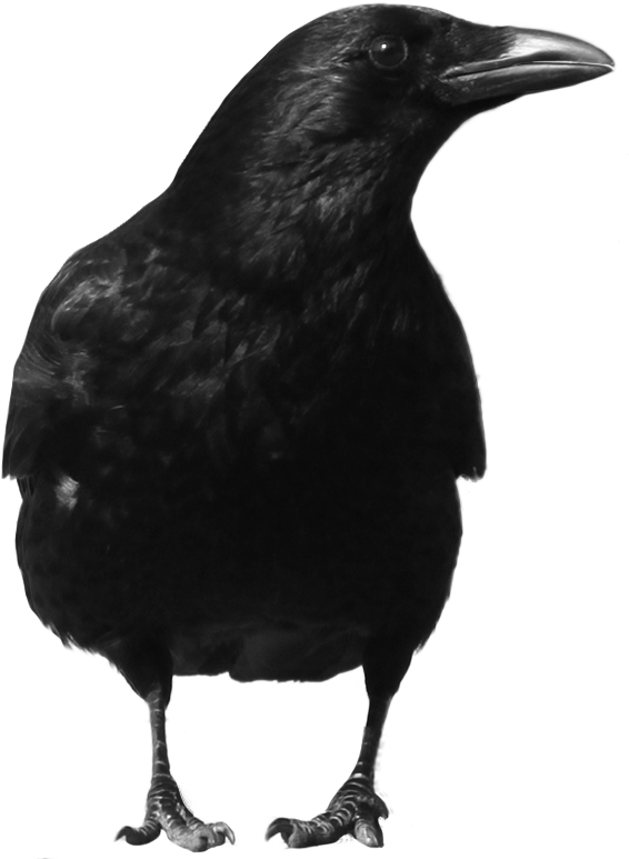 Crow Sitting Face Transparent PNG