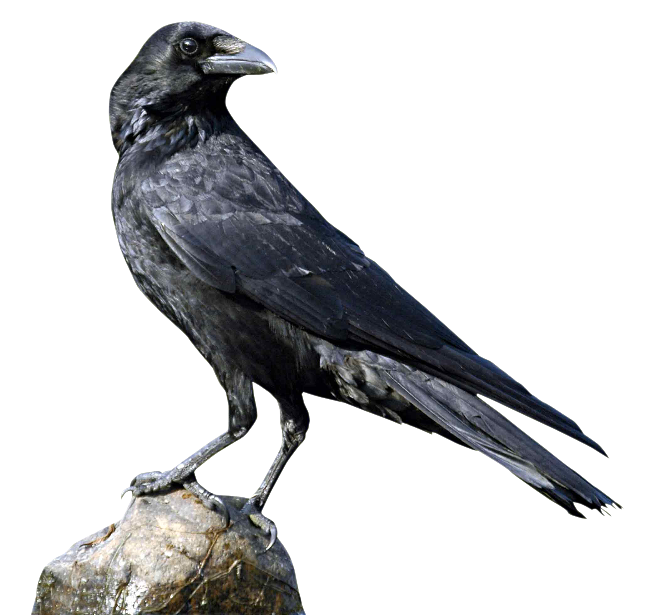 Crow Sitting Transparent PNG