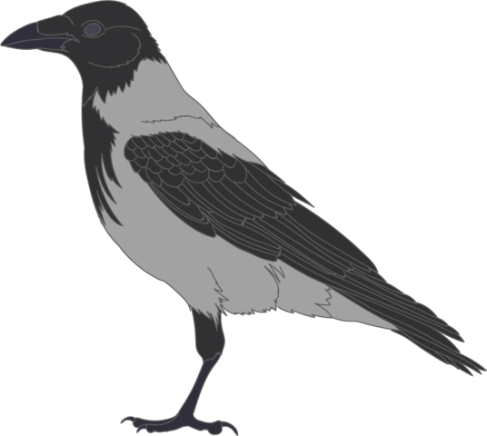 Crow Vector Transparent PNG