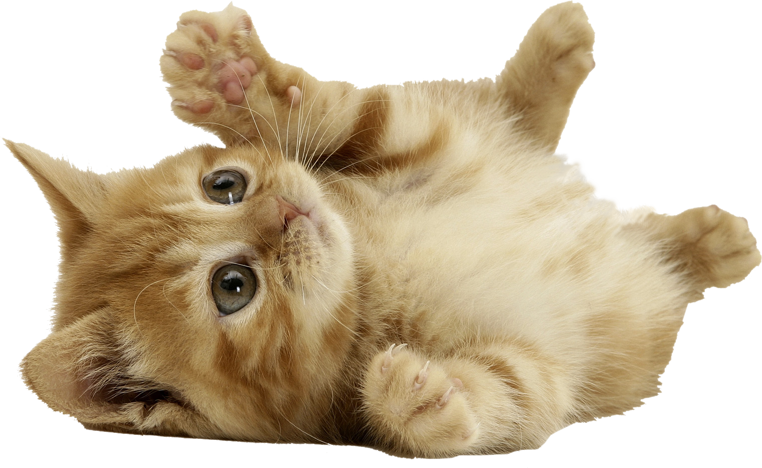 Cute Cat Playing Transparent PNG