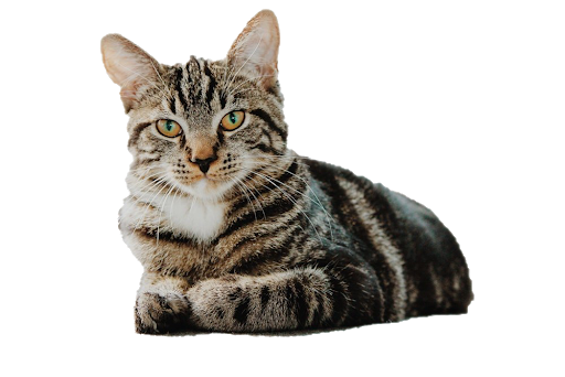 Cute Cat Sitting Transparent PNG