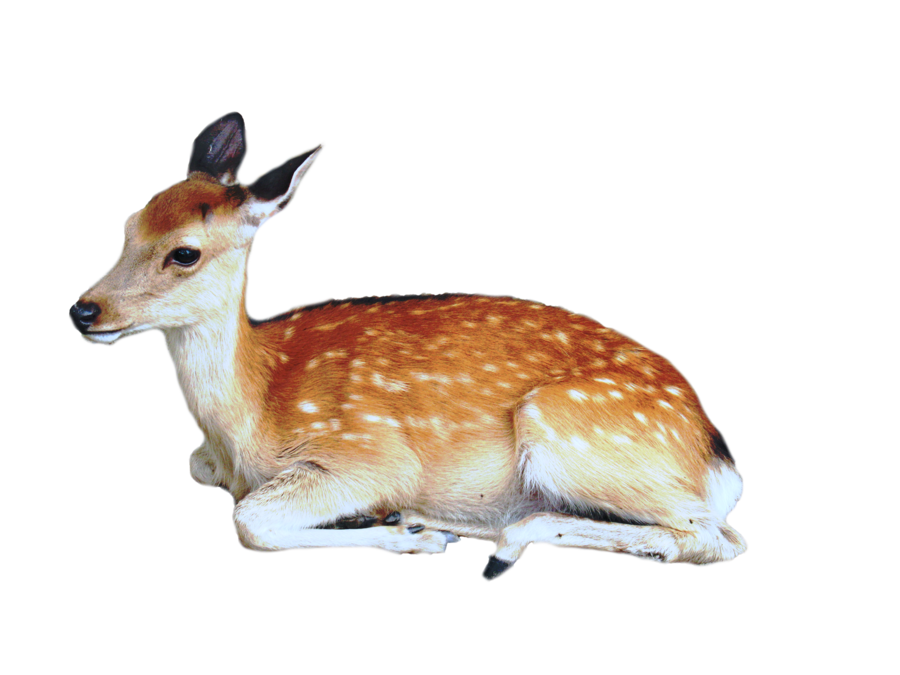 Cute Deer Sitting Transparent PNG