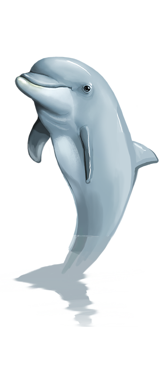 Cute Dolphin Clipart transparente PNG