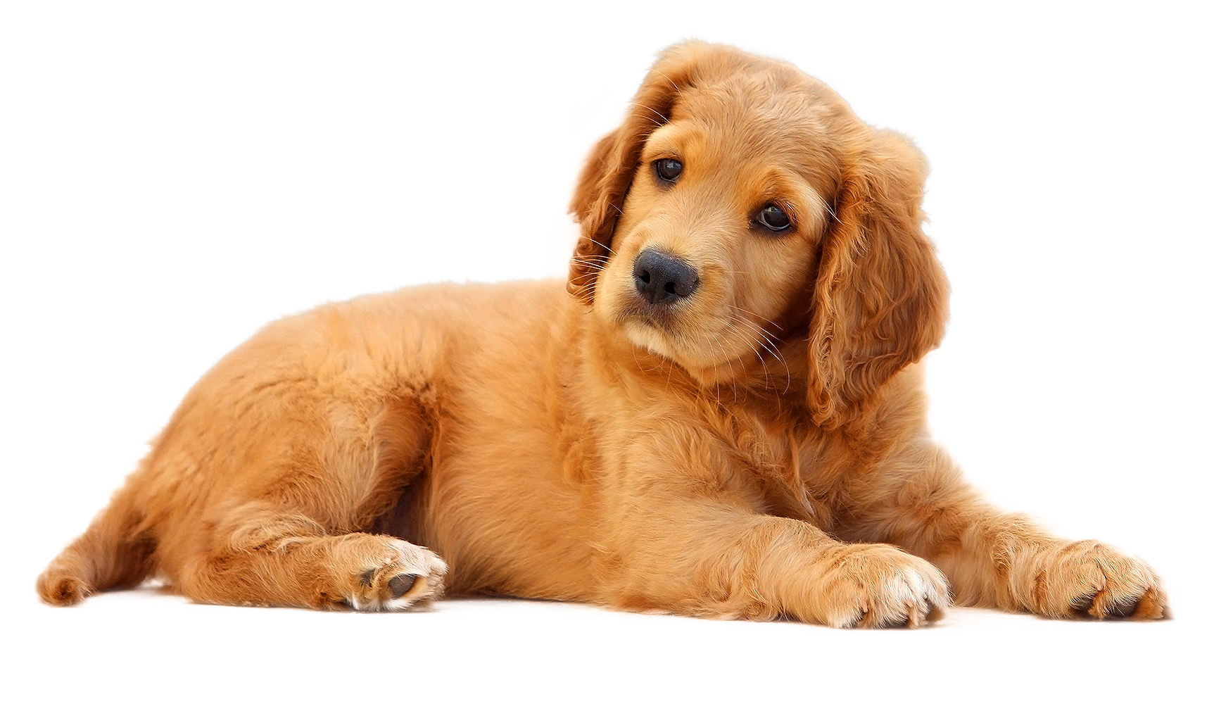 Cute Golden Dog Transparent PNG